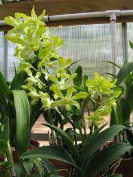 Dendrobium Genting Royal Rare Orchids Orchids Green Orchid