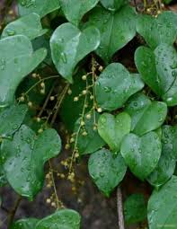 Image result for Tinospora tenera