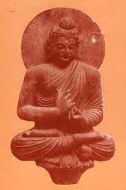 Image result for Afrocanthium pseudorandii