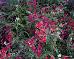 Achillea Summer Wine Summer Wines Yard Design Achillea