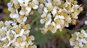 Pin On Essential Oils