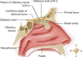 It usually starts in the roof of the nasal cavity and involves a structure called the cribriform plate. Superior Nasal Concha An Overview Sciencedirect Topics