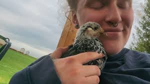 Introducing the little girls to the flock!