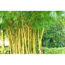 However, the bamboo adapts to moist soil types, provided there is good drainage. Golden Bamboos Plant At Rs 250 Piece Bamboo Plants Id 16823830888
