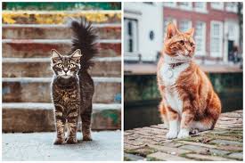 Kedilere Vegan Kedi Mamasi Yedirmek Mantikli Mi Vegan Gazete