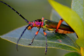 Image result for Buchnera keilii