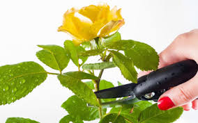 Your july bloom stock images are ready. Seasonal Gardening July In The Flower Garden