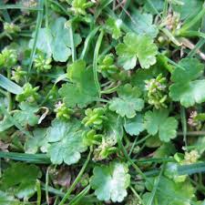 Image result for Hydrocotyle sibthorpioides