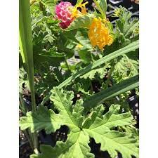 Mosquito Repeller Pack Comes With 2 Citronella Plant 2 Lemongrass Plants And 2 Lantana Plants All In Separate 2 25 Containers 6 Mosquito Repelling Plants T Citronella Plant Mosquito Repelling Plants Lantana Plant