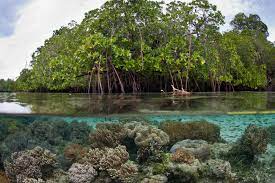 Hutan bakau di indonesia hadapi beberapa ancaman tirto id. 7 Hal Terbesar Di Dunia Ini Ternyata Ada Di Indonesia