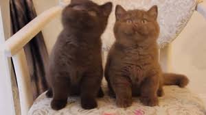 0382 abyssinian cinnamon 0384 abyssinian blue 0386 abyssinian fawn. British Kittens Color Chocolate And Cinnamon Cattery Your Honor Youtube