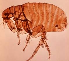Sehingga november 2019, 22 kes penyakit anjing gila yang disahkan telah dilaporkan dengan 21 orang telah meninggal dunia. Black Death Wabak Misteri Yang Membunuh Hampir 200 Juta Nyawa Seluruh Dunia Iluminasi