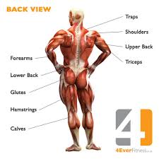 Studying these is an ideal first step before moving onto the view the muscles of the upper and lower extremity in the diagrams below. Human Body Muscle Diagram Fitness4evere