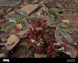 Image result for Lannea edulis