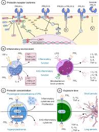 Image result for Prolactin