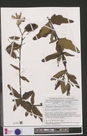 Image result for Clappertonia ficifolia