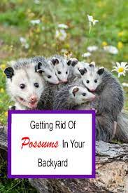 How To Get Rid Of Possums In Your Backyard For Good 2021 Backyard Backyard Trees Possum