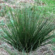 Image result for Juncus dregeanus