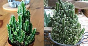 Fairy castle cactus care guide will take you step by step through the plants needs so that it can thrive better and longer so that you wont. Acanthocereus Tetragonus Fairy Castle World Of Succulents