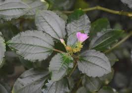 Image result for Calvoa orientalis