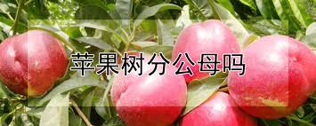 樹頂tree top 100%蘋果汁 300ml x 24瓶 免運費 果汁 水果汁 餐卷 瓶裝飲料 飲品 玻璃瓶 原汁 樹頂 (hs嚴選) $699. è‹¹æžœæ 'åˆ†å…¬æ¯å— å'è´¢å†œä¸šç½'
