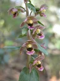 Image result for Epipactis africana