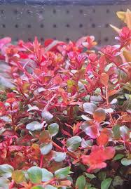 Image result for Rotala filiformis