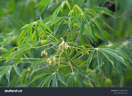 Image result for Manihot grahamii