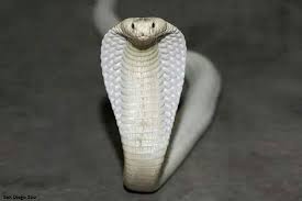 Rare White Cobra San Diego Zoo Cobra Animals In Translation