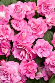 Image result for Impatiens runssorensis