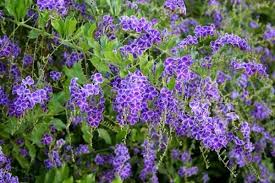 Duranta Geisha Girl Plants Flower Landscape Shade Plants
