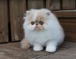 Kucing persia flatnose termasuk jenis kucing yang aktif dan senang bermain. Kucing Persia Peaknose Si Imut Dan Cara Perawatannya Prasstyle Com