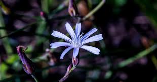 Image result for Berkheya bipinnatifida