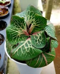 Image result for Euphorbia rubriflora