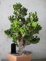 Tws Garden Jade Plant Bonsai Jade Plants Planting Succulents