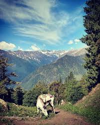 The food was delicious and varied ( all vegetarian) and i never felt like i was missing meat. Bhrugu Lake In The Month Of June Bild Von Open Lotus Yoga Retreat Manali Tripadvisor