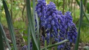 Flower colors that particularly attract bees are blue, purple, violet, white, and yellow. Bees Flying In The Purple Stock Footage Video 100 Royalty Free 5034413 Shutterstock