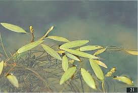 Image result for Potamogeton octandrus