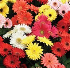 Tanaman ini menyajikan keunikan warna yang sangat elok dan memikat jika diaplikasikan sebagai penghias dalam ruangan. Cara Menanam Gerbera Dari Biji Bibitbunga Com
