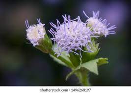 Ageratum Conyzoides Images Stock Photos Vectors Shutterstock