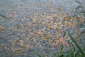 Most goldfish are are orange in color, with a few types that also have black, white and calico colors. The Koi Breeding Process Hanover Koi Farms