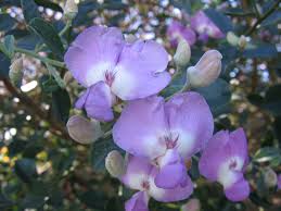 Image result for Podalyria