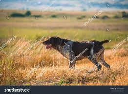 German Wirehaired Dog Hunting Field Poenting Stock Photo 784152622 |  Shutterstock