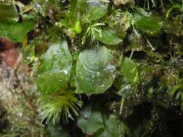 Image result for Didymoglossum