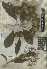 Image result for Oncocalyx