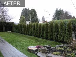 Privacy hedge planting tips for fast growth. How To Plant A Privacy Hedge In Your Garden Successfully Tennessee Wholesale Nursery