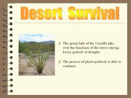 Cacti have numerous anatomical and behavioral adaptations for absorbing and storing water, preventing water loss, protecting themselves from predators, limiting damage from the hot sun, saving their energy, requiring few resources, and attracting pollinators. 4 How Do Animals And Plants Survive In