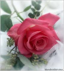 Kết quả hình ảnh cho hình ảnh hoa hồng