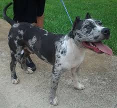 Pin By Steven On Dogs Pitbulls Stafford Dog Pitbull Terrier