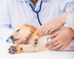 Check spelling or type a new query. Veterinaire Clinique Veterinaire La Roseraie Agenda En Ligne Veterinaire
